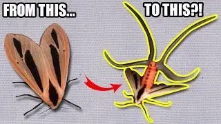 Факты о бабочке-бафомете: Creatonotos gangis | Файлы с фактами о животных
