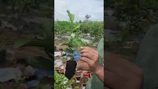 Taiwan Pink Pijuli Chara || Guava Farming in Odisha || Mishra Farms