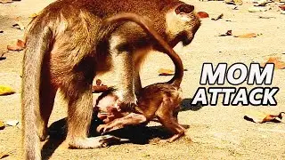 So Terrified...Of Heart !! Anna very bad fight Anissa cry shaking | Poor life cry alot.