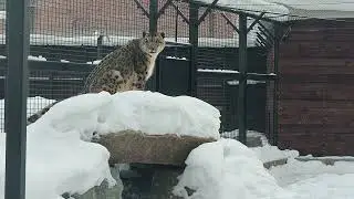 Снежный барс Ермак почтил меня своим присутствием ❤️🐆