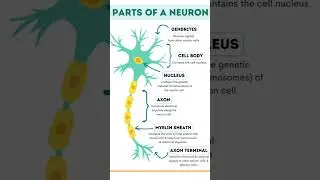 Nerve Cell Diagram | Parts And Its Functions | #medical #shorts
