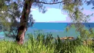 bermuda dream