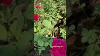 Rose plants nursery near me | Onlineplantscart.in #Online #plants #houseplants #nursery #wholesale