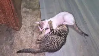 Morning play #cute #kittens #playing #love ❤️❤️