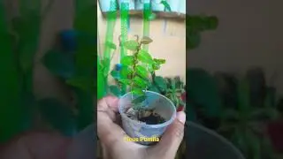 creeping fig variety...