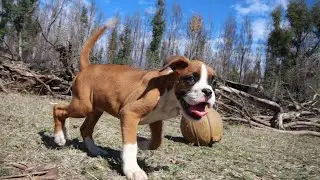 Boxer Dog and Children   Are They Good Family Pets?