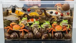 Hidden Life Beneath the Water | Catching Rare Colorful Creatures in Secret Muddy Forest Pools