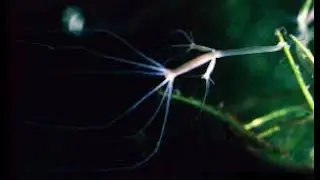 The Undying Hydra: A Freshwater Mini-Monster That Defies Aging | Deep Look (From deep look not mine)