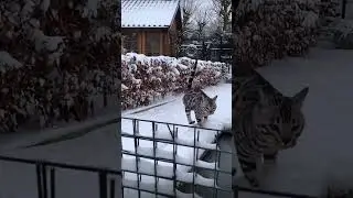 Car And Snow #cat #pets #club #snow #beautiful #shorts #virel