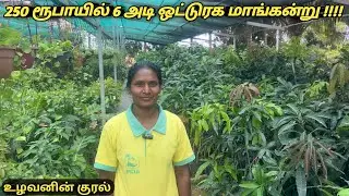 6 அடி மாமர கன்று 250 ரூபாய்க்கு கிடைக்கும் #துர்க்கை அம்மன் நர்சரி சின்னமனூர் தேனி