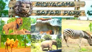 Ridiyagama Safari Park In Sri Lanka  / Ridiyagama / Safari / SN craft and creations.