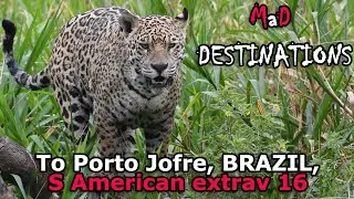 Wildlife galore... to Porto Jofre, Brazil: S American extrav 16