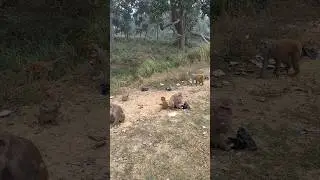 #animals #monkey #feeding #helping #premanandjimaharaj #subscribe #viral #trending #ram #hungry #god