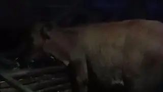 Daily life the atmosphere of my cow shed
