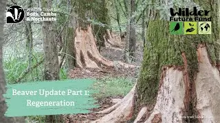 Beaver Week Part One - Regeneration