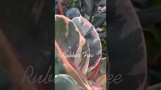 Lucky Plants 2022: Rubber tree plant or ficus elastica, #shorts