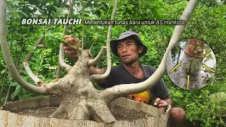 Отбор новых побегов для бонсай-короны AS Tauchi