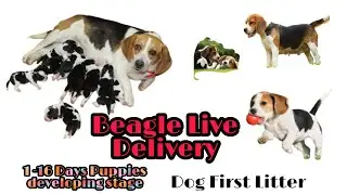 Beagle Dog delivery | 1 - 16 Days Puppies development stages | Beagle Giving birth for first time