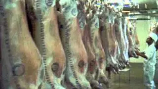 Meat Grading Dorpers - Vermeulen Dorpers South Africa