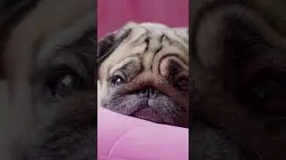 How can you tell if your dog is sad