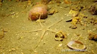 Tegnue - Ophiura ophiura