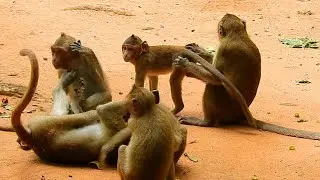 SO PITY BABY MONKEY BIG MONKEY MATING BOOM @LIVE MONKEY CHANNEL