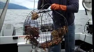 Puget Sound Crabbing 101 #pacificnorthwest #fish