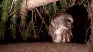 Northern Saw Whet Owl