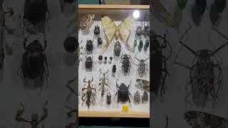 #world Ag Expo #BUGSEUM 🐛 🪲🐞😀🍎