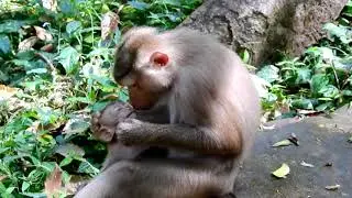 Look so poor Baby tiny Rainbow Monkey Is Beaten By Libby everyday like this
