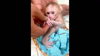 Monkey Taki’s Cutest Moments Ever 💖