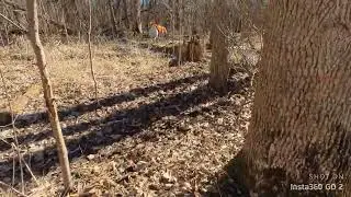 Albert in the Fox river low lands