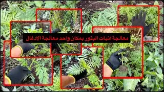 معالجة مشكلة انبات البذور بمكان واحد !! معالجة الادغال الناتجة من السماد الحيواني !! 