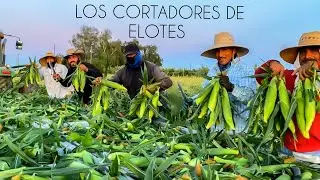 Trabajando en la cosecha del elote - maiz tierno en Estados Unidos😲🙏