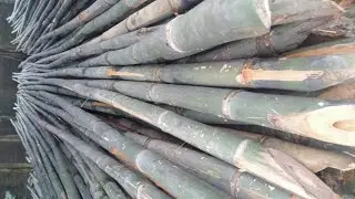Bamboo Wholesale Price