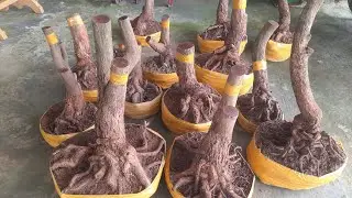 Phôi mai tứ quý hoành to đế đẹp giá rẻ 29/07 Thái 0329027256