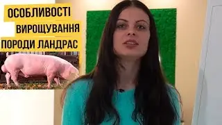 Особливості Вирощування Породи Ландрас