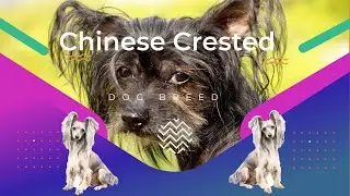 Chinese Crested Dog Breed Guide: History, Care, Grooming & More!