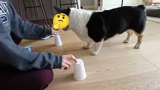 Scooter mixes up his treats