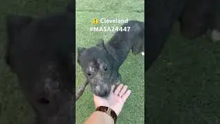 👍🏻 Cleveland #MASA24447 ⚠️ Rescued!