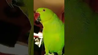 Parrot,_tota_#cute_#main_#mummy#funmm_parrot#viral shorts