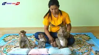 Lovely MOM Take Care Brother And Sister Baby Monkey KAKO LUNA With Tiny NINA Sleeping Routine