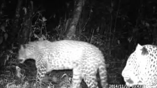 Mating behavior of javan leopard AA 2015