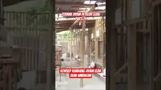 konsep kandang semi umbaran untuk ayam petelur elba #ayam #ayamelba #ayampetelur #ternakayam #viral