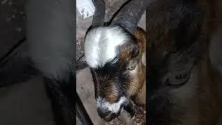 Missing goat Wilhelm shows up after fierce storm!
