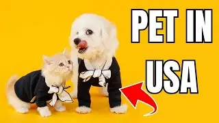 Pet insurance in the USA