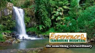 Experience Tamborine Mountain