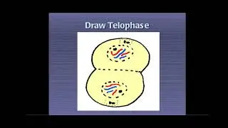 mitosis, Division of somatic cell ,stage of myosis