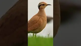 Jerdon&rsquo;s courser Sounds  &ndash;  Spinosha TV | #youtubeshort  #short #shorts  #animals