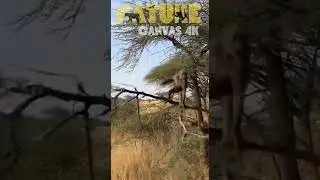 Fly Away Croc! Hilarious Monkey Taunts & Dodges Massive Nile Crocodile Attack 😱🐒🐊